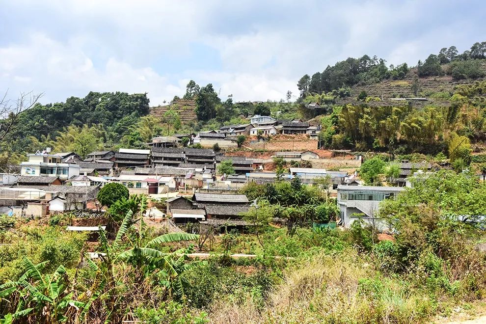 2021年正氣塘古樹秋茶特點是什么？