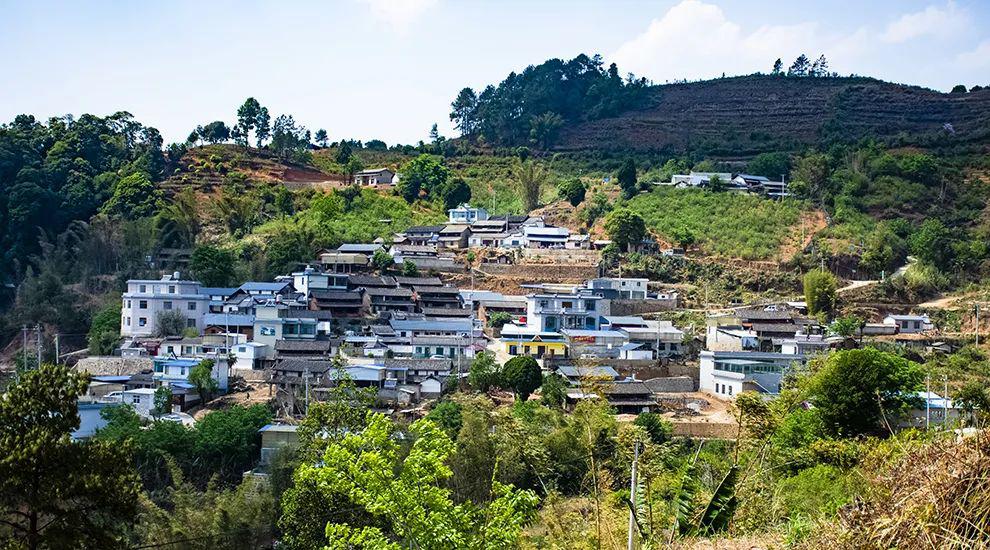 2021年正氣塘古樹秋茶為何號稱小冰島？