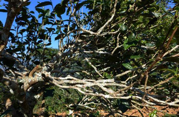 2021年正氣塘古樹秋茶花蜜香氣盈盈，冰糖甜韻深邃！