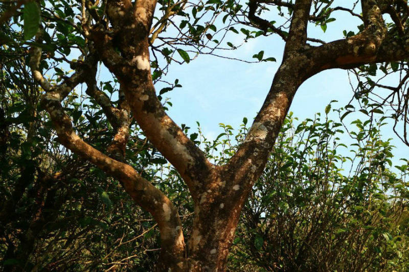 2021年冰島南迫古樹秋茶口感？