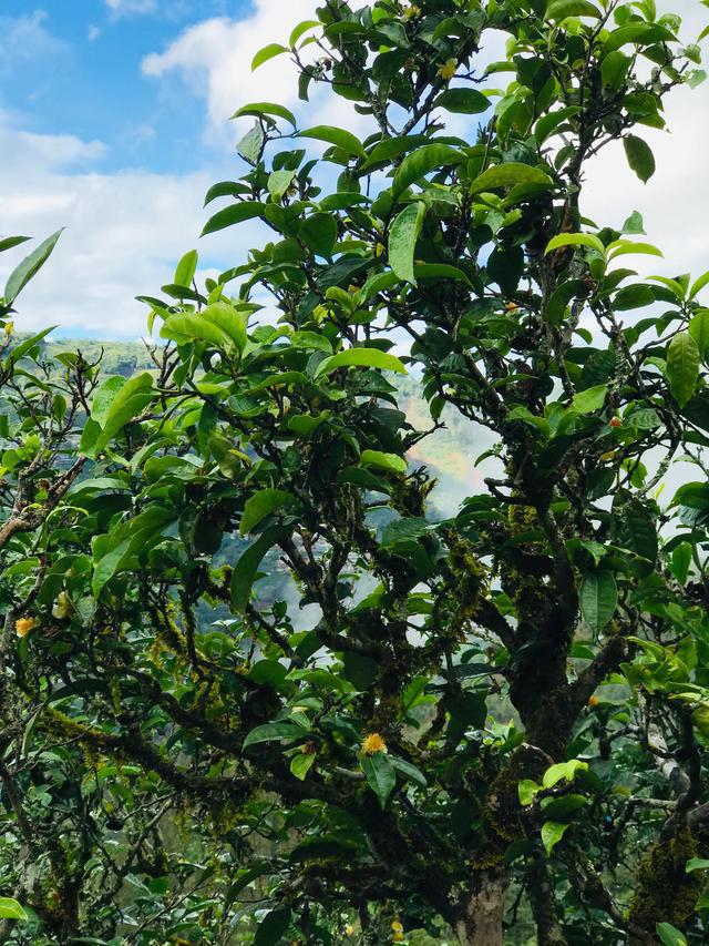 2021年冰島南迫古樹(shù)秋茶茶園詳解！