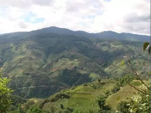 2021年冰島南迫古樹(shù)秋茶價(jià)格是多少？