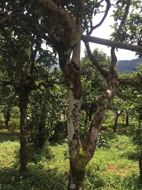 2021年冰島地界古樹秋茶口感？