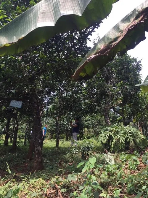 2021年冰島地界古樹秋茶特征詳解！