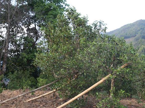 2021年冰島壩歪古樹秋茶茶園詳解！