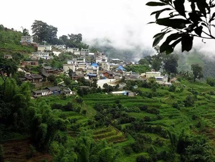 2021年冰島壩歪古樹秋茶口感？