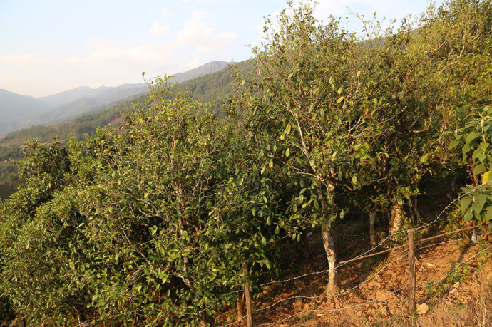 2021冰島壩歪古樹秋茶口感最接近冰島老寨！