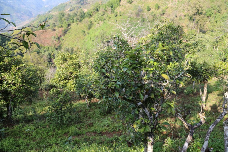 2021年冰島壩歪古樹(shù)秋茶，飲盡蘭花香，舒心又暢懷