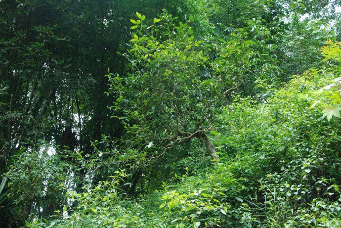 2021年冰島糯伍古樹秋茶| 甜出新高度，融在心底間~