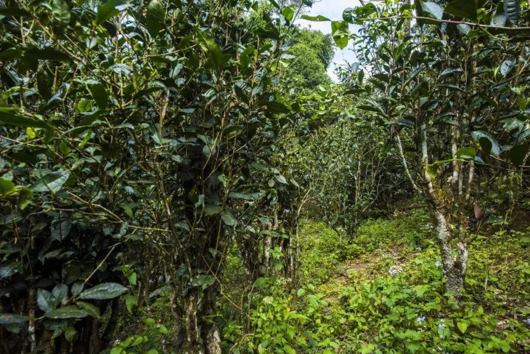 2021年冰島糯伍古樹(shù)秋茶口感是什么？