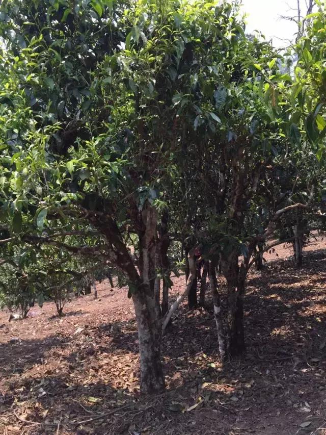 2021年冰島糯伍古樹秋茶特點(diǎn)？