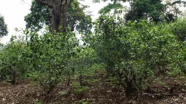 2021年冰島糯伍古樹秋茶多少錢一公斤？