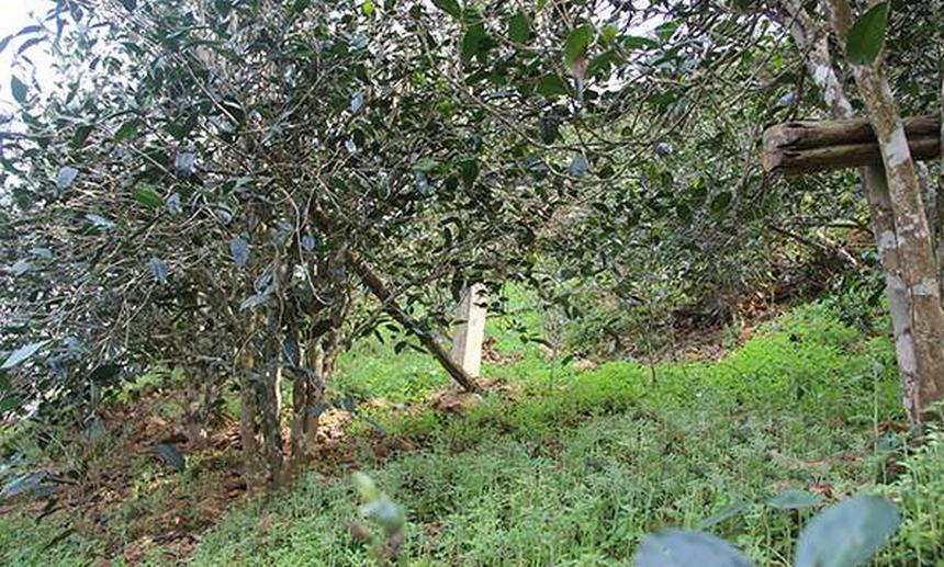 2021年昔歸古樹秋茶口感是什么？