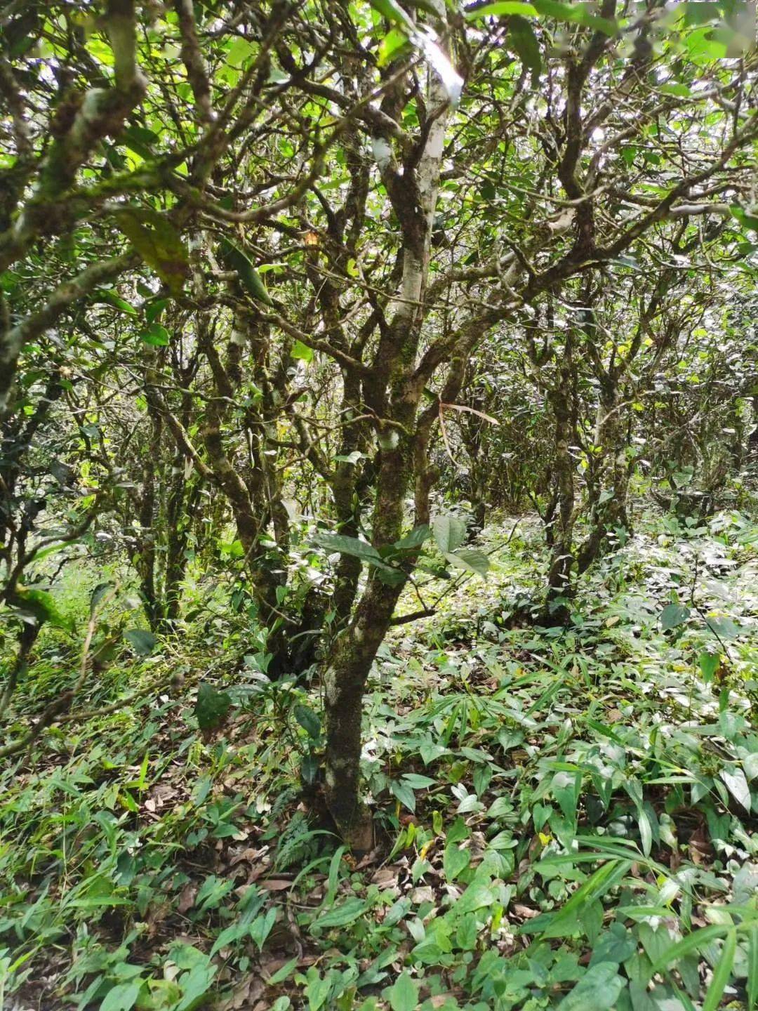 2021年昔歸古樹秋茶價格多少錢？