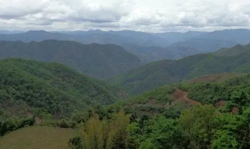 2021那罕古樹秋茶特點(diǎn)？