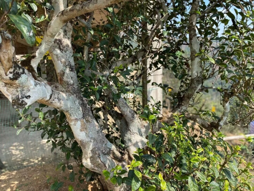 2021年那罕古樹(shù)秋茶巖骨花香!