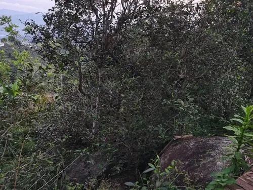 2021年那罕古樹秋茶價格是多少？