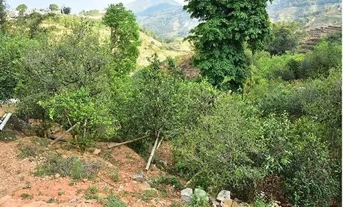 2021那罕古樹秋茶為何被稱為小昔歸？