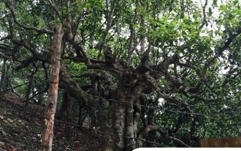 2021年忙肺古樹秋茶臨滄四大名茶之一！