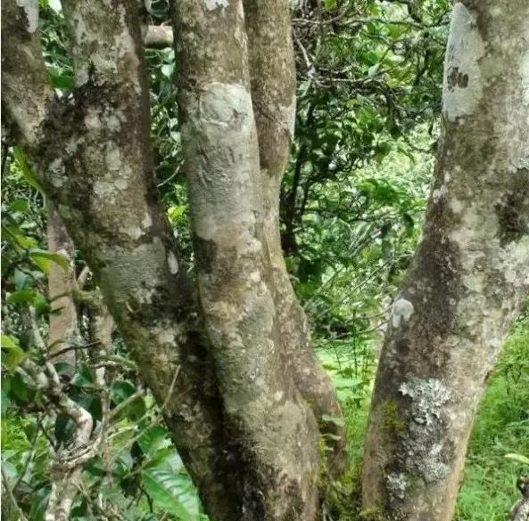 2021年忙肺古樹秋茶多少一公斤？