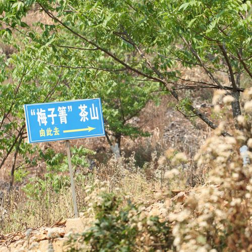 2021年梅子箐古樹秋茶口感！