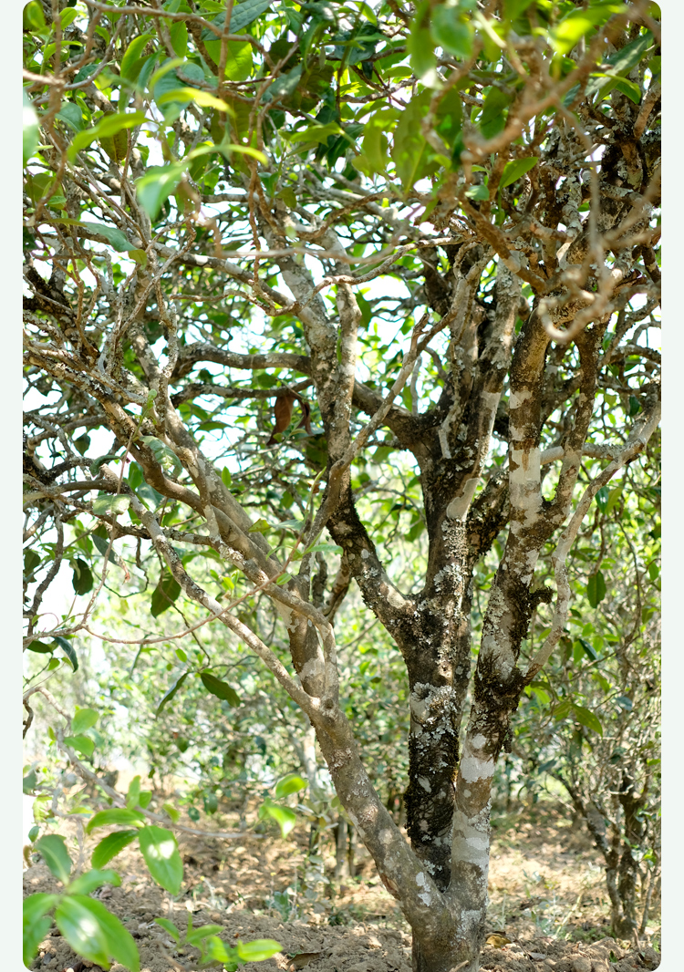 2021梅子箐古樹秋茶甜如冰島、香似昔歸:人間三月,怎么少得了梅子箐?