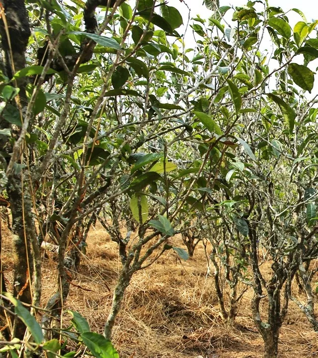 2021年巖子頭古樹秋茶口感是什么？