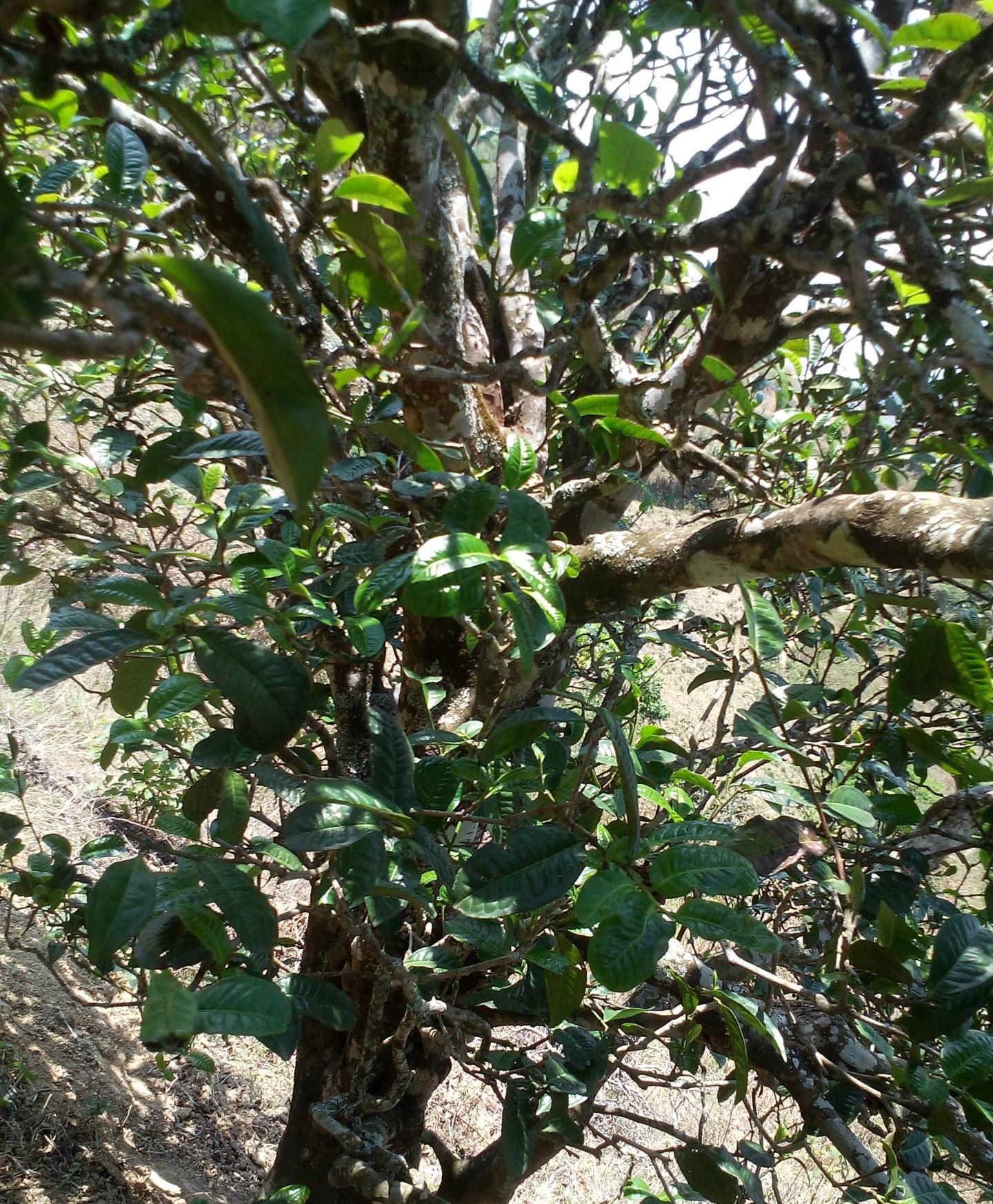 2021年巖子頭古樹秋茶特點？