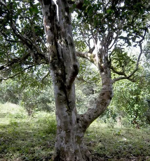 2021年巖子頭古樹(shù)秋茶，亂石出好茶！