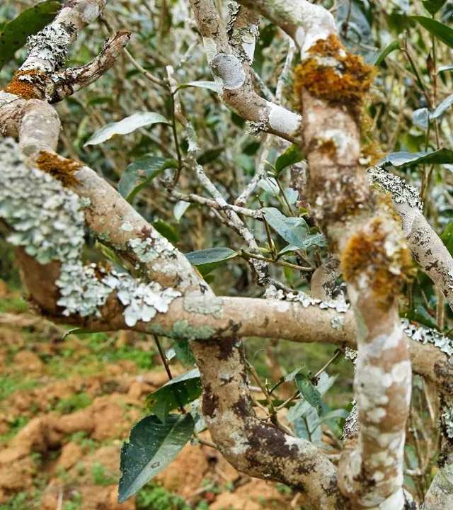 2021年巖子頭古樹(shù)秋茶多少錢(qián)一公斤？