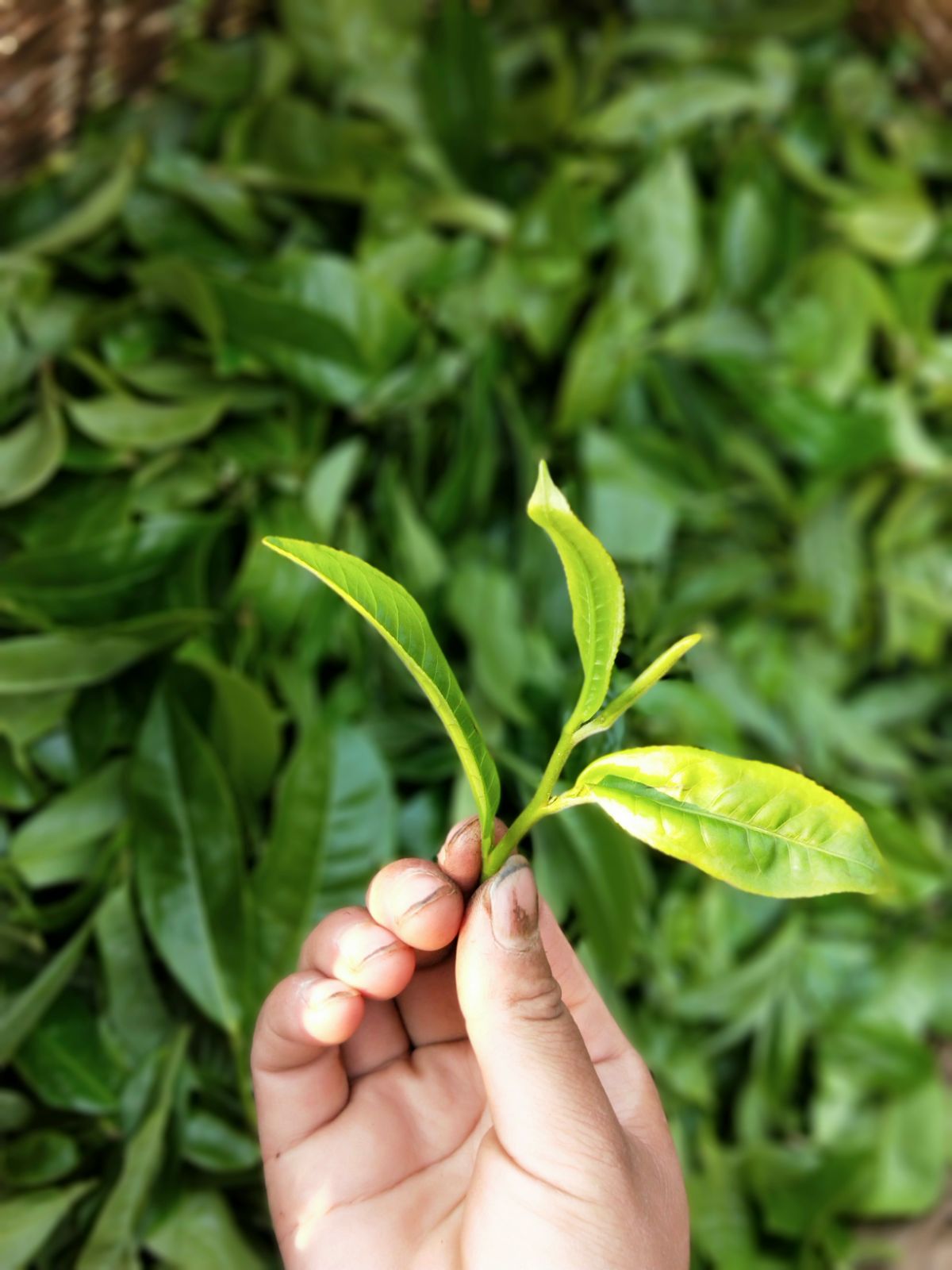 2021年馬鞍山古樹秋茶特點是什么？