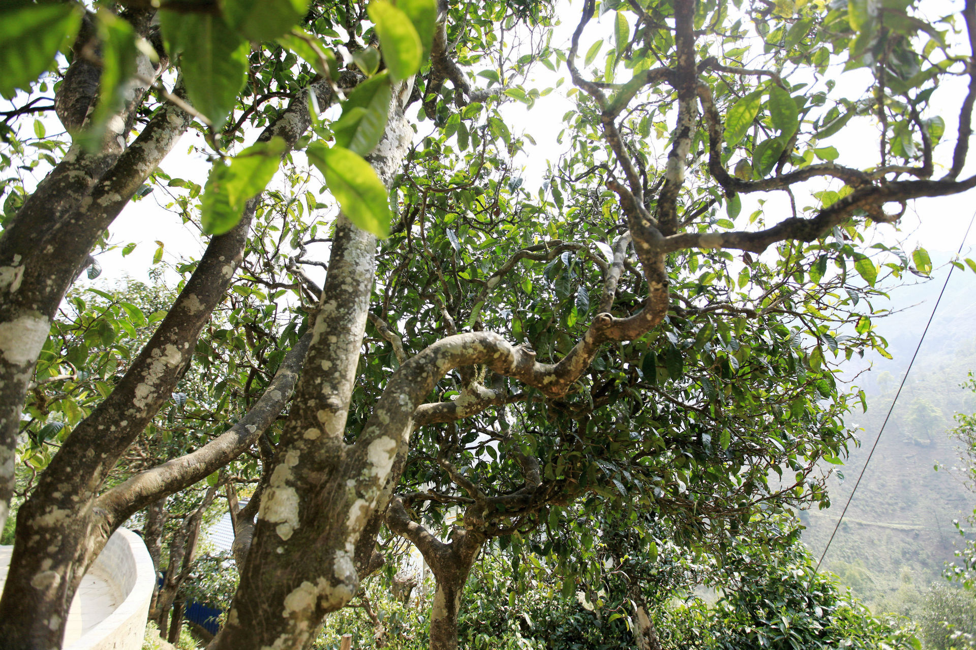 2021年馬鞍山古樹秋茶價值如何？