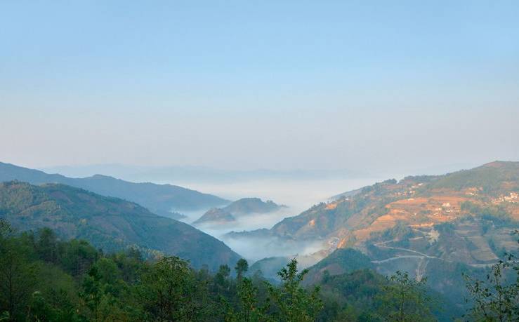 2021年白鶯山古樹秋茶白鶯聚居之地，普洱茶樹的天堂