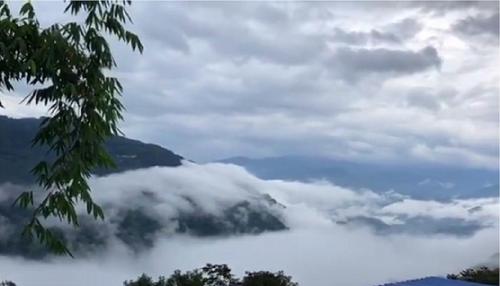 2021年白鶯山古樹秋茶多少錢一公斤？