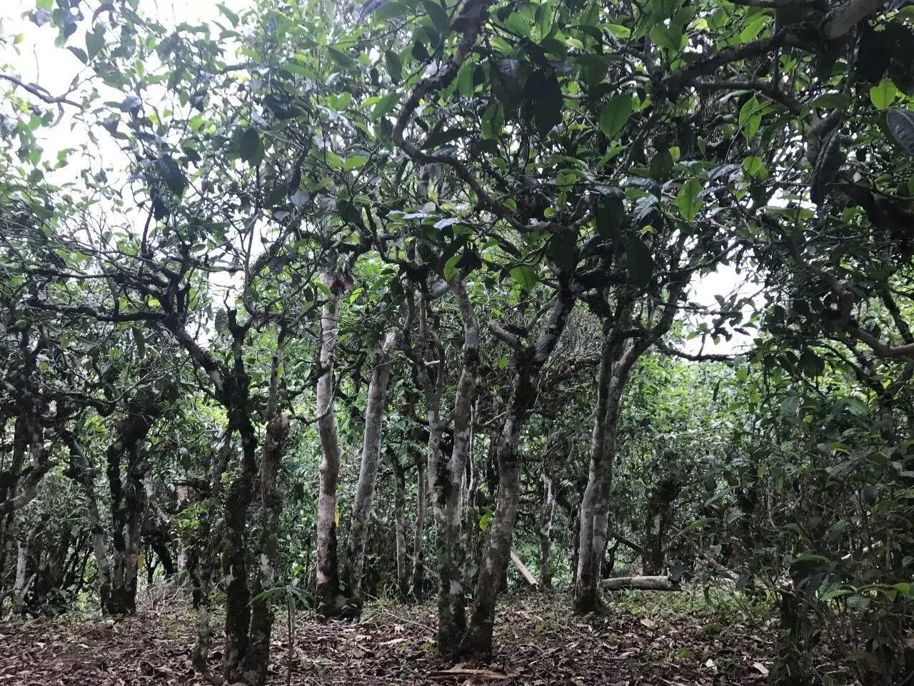 2021年老班章古樹秋茶口感是什么？