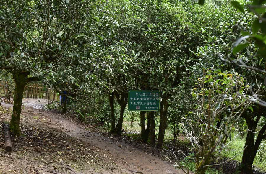 2021年老班章古樹秋茶價(jià)格？