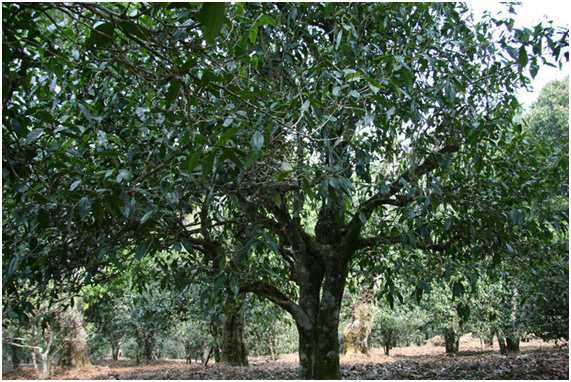 2021年老班章古樹秋茶多少錢一公斤？