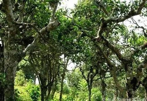 2021年新班章古樹秋茶特點(diǎn)？