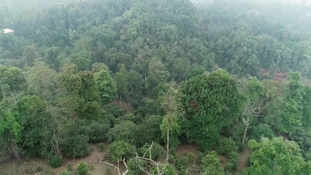 2021年新班章古樹(shù)秋茶口感是什么？