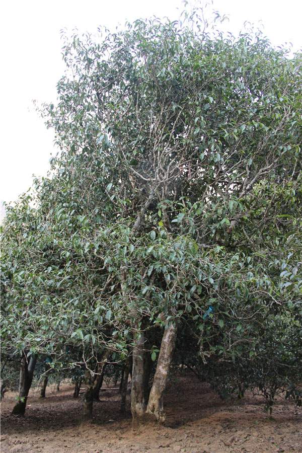 2021年新班章古樹秋茶品鑒！