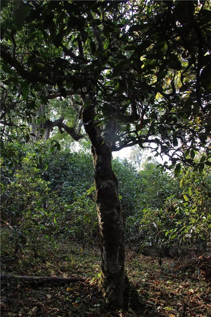 2021年老曼峨古樹秋茶口感是什么？