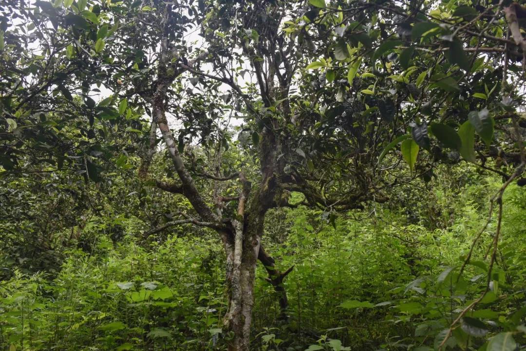 2021年班章茶區(qū)壩卡囡古樹秋茶口感？