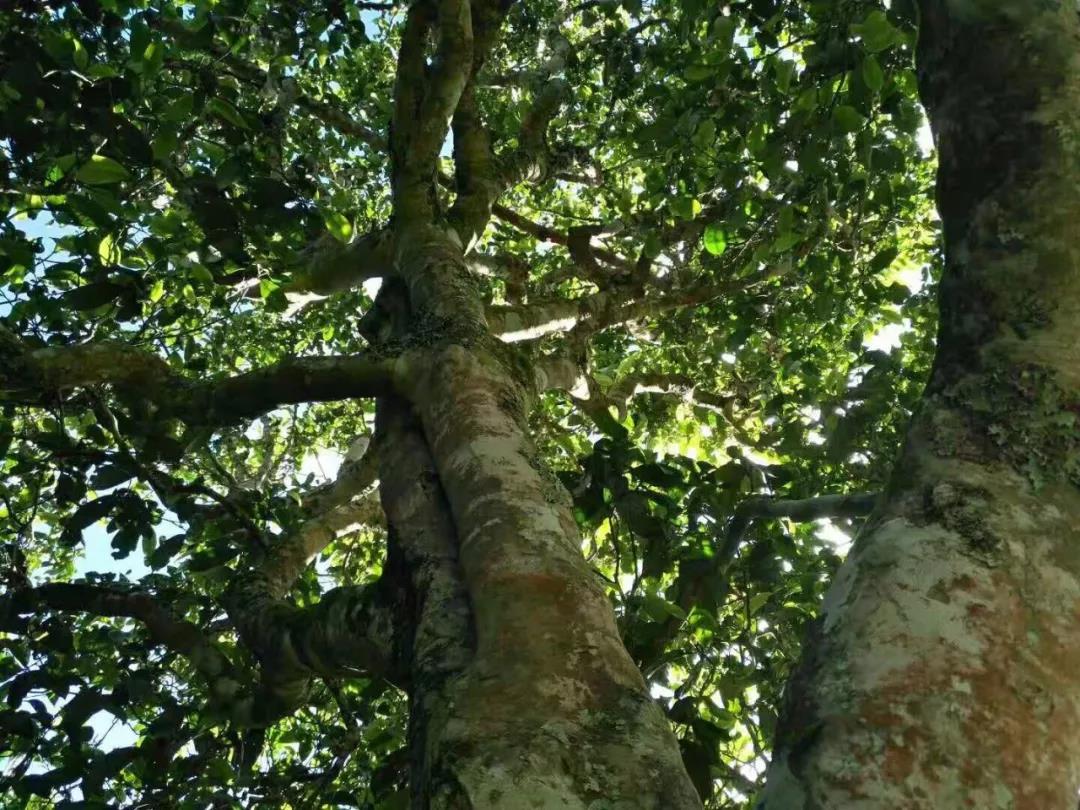 2021年班章茶區(qū)壩卡囡古樹秋茶特點？