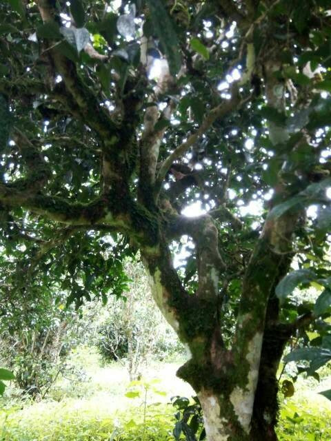 2021年班章茶區(qū)壩卡囡古樹秋茶多少錢一公斤？