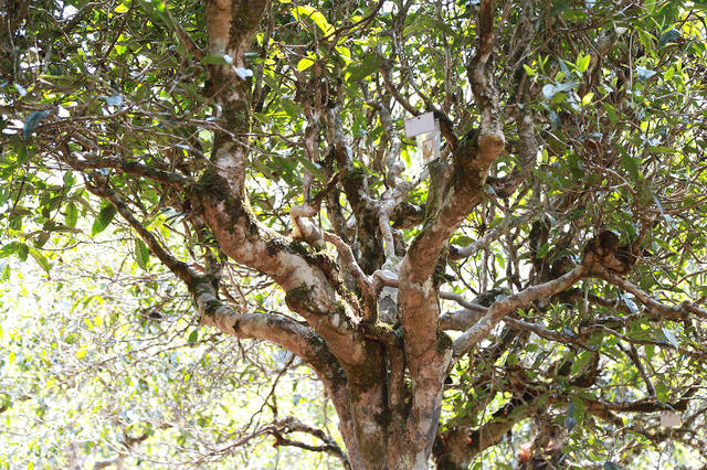 2021年布朗山班盆古樹秋茶口感？