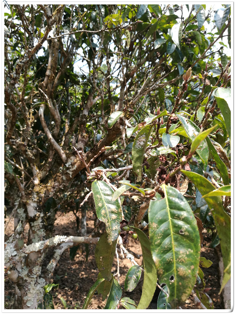 2021年布朗山班盆古樹秋茶多少錢一公斤？