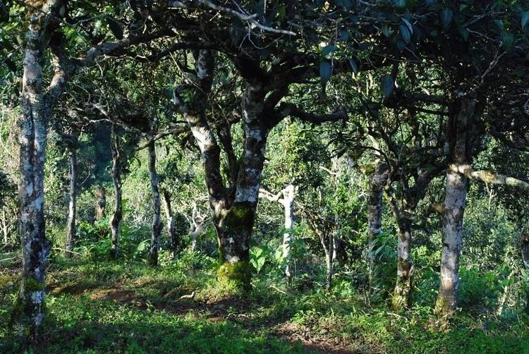 2021年賀開(kāi)古樹(shù)秋茶口感！