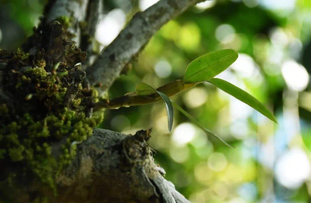 2021年賀開古樹秋茶多少錢一公斤？