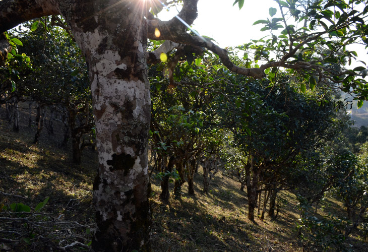 2021年班盆古樹秋茶特點?