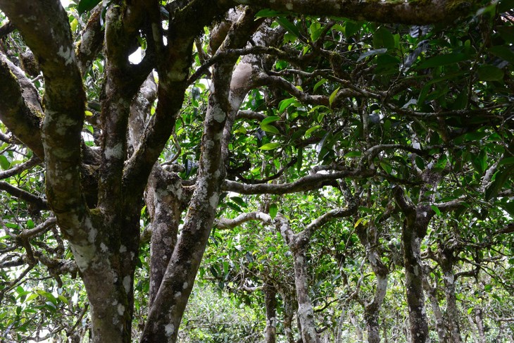 2021年老班章“鄰居”，班盆古樹秋茶茶來(lái)了！
